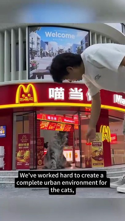 beautiful cat town