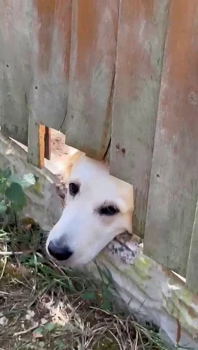 Derbyshire's nosy dog sparks rescue attempts after constantly sticking head through gate