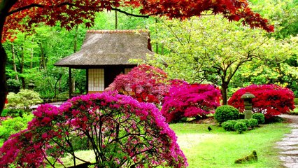 Adha Hai Chandrama 🌙