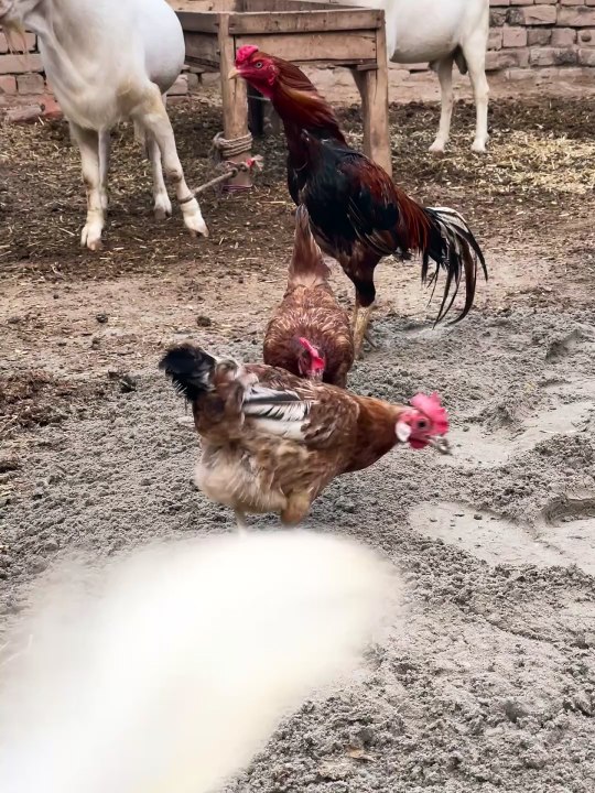 Pets Life #petslife #Viral #Funny #beauty