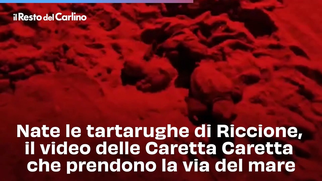 Nate le tartarughe di Riccione, il video delle Caretta Caretta che prendono la via del mare