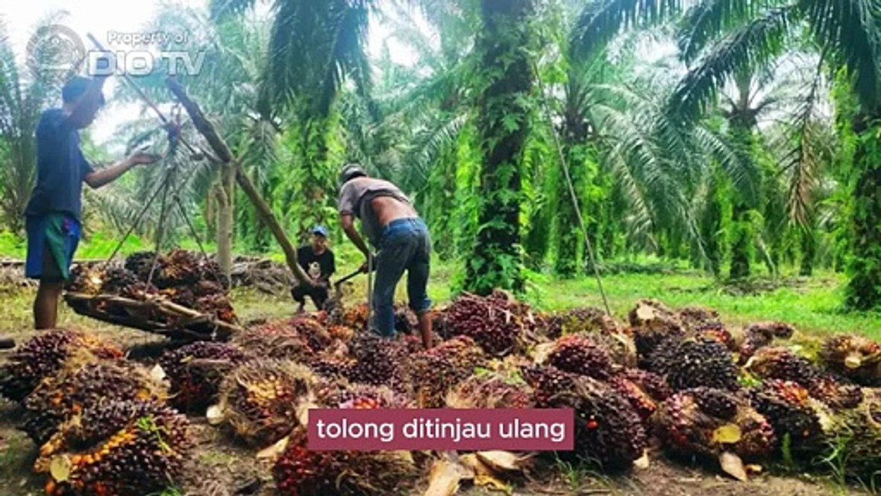 Sekjen MADN, Jacobus Kumis, minta antisipasi implementasi Penertiban Kawasan Hutan bisa menjadi sumber konflik potensial baru di masyarakat Adat Dayak