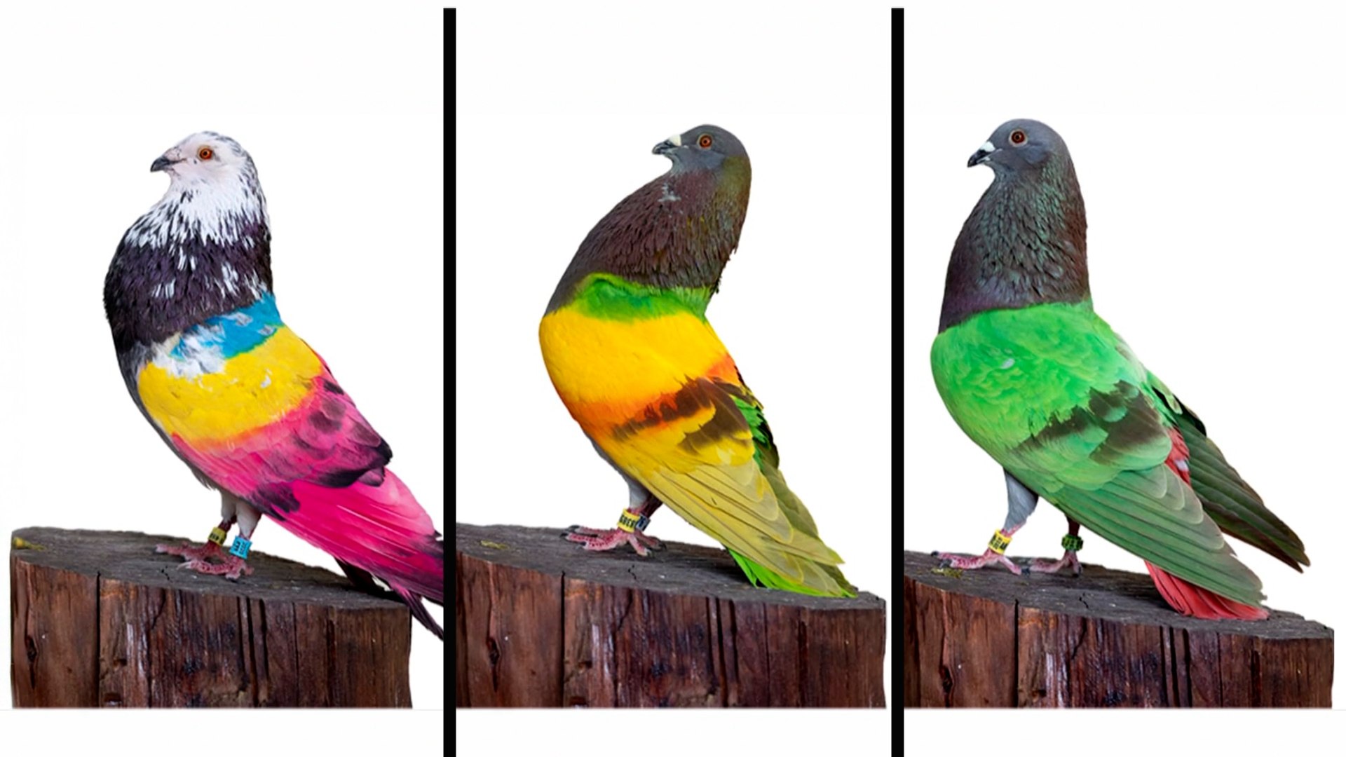 El insólito robo de tres palomos campeones de España valorados en 170.000 euros