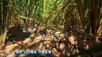 Notícias do exterior na Televisão Central da Coreia (02.09.2025)