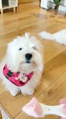 Don't give your puppy ice cream! It affects his health.