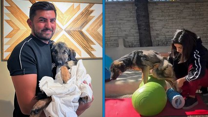 Trafik kazasında felç kalan yavru köpek 'Nazlı'yı tedavi ettirip sahiplendi