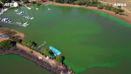 Perché i capibara nel lago Salto Grande sono completamente tinti di verde?