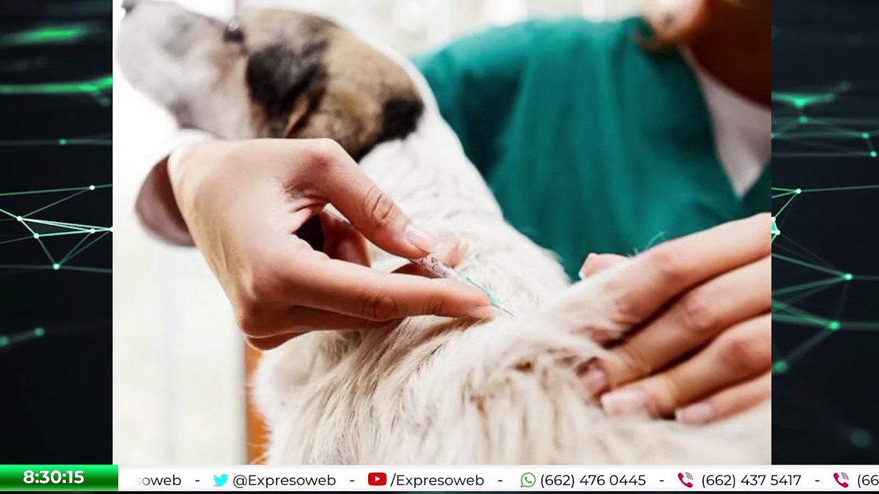 Vacunación en mascotas: el esquema completo para perros y gatos | Consejos de veterinaria