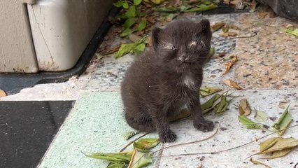 Rescued Backyard Kittens End Up Stealing The Spotlight