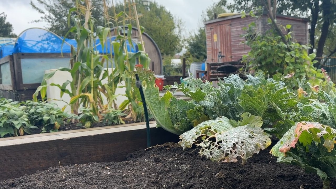 Growing Together: Volunteers Breathe New Life into Middlesbrough Allotments
