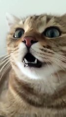 Kitten meowing to attract cats#short#viral short
