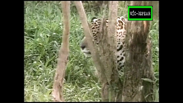 Al Cuidado de la Naturaleza: Rudolf y los jaguares - Documental (1995) - Español Latino