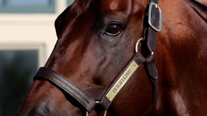 Born to Fly: How Flightline's Yearlings Are Making Waves in the Sales Ring ✈️