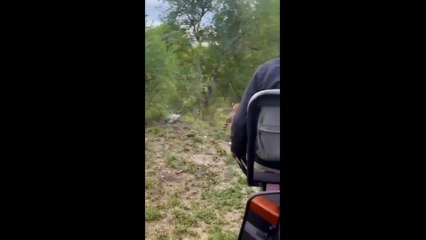 Warthog Cub got entangled