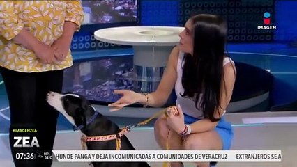 ¡Adopta, no compres! Nipy y Zia están en busca de una familia