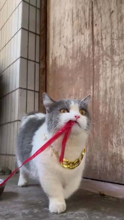 beautiful cat going for food.