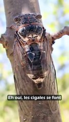 Le silence des cigales !