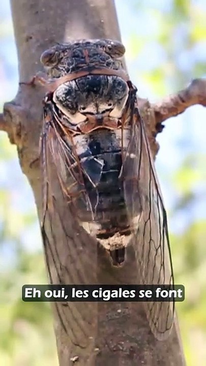 Le silence des cigales !