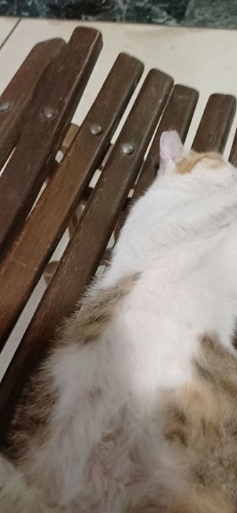 this is kanila