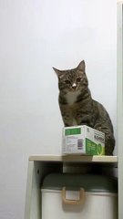 🐱 “Say ‘Eh’ One More Time, I Dare You!” | Funny Cat POV Shorts