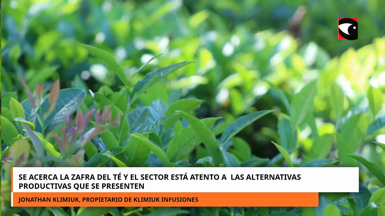 SE ACERCA LA ZAFRA DEL TÉ Y EL SECTOR ESTÁ ATENTO A LAS ALTERNATIVAS PRODUCTIVAS QUE SE PRESENTEN