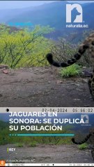 La increíble recuperación del jaguar en Sonora: De 120 a 250 ejemplares
