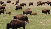 The American Buffalo; Part 2 - Into the Storm