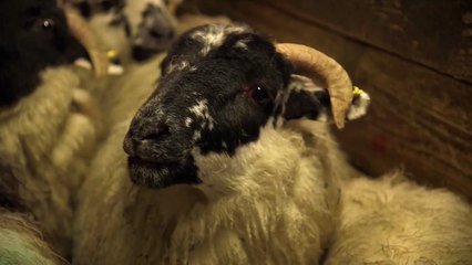This Farming Life S01E07 Scotland