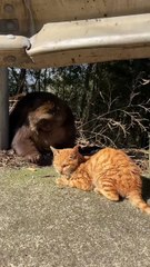 Monkey xingcing with cat #monkey