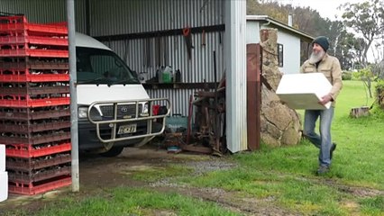 Scientists in Western Australia seek year-round truffle harvest for international markets