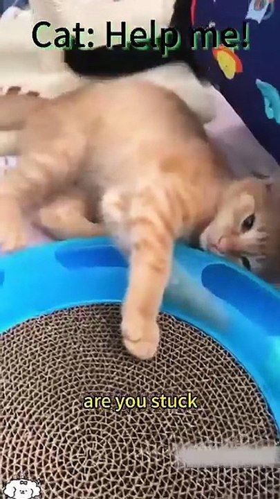 Funny cats 10