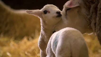 This Farming Life S01E06 Scotland