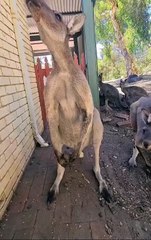 Kangaroo diaries only in Australia 🇦🇺