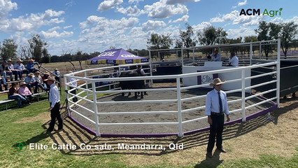 Elite bull sells for new breed record at Meandarra