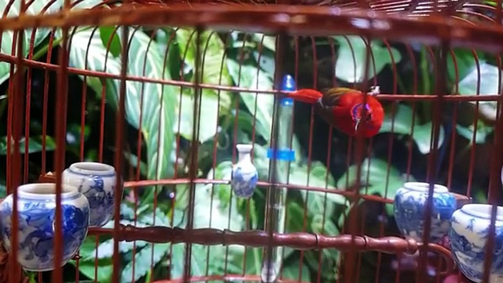 ⁣Pet birds