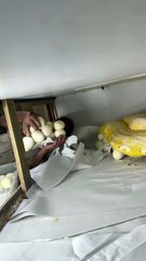 Collecting reticulated python eggs📹 jayprehistori