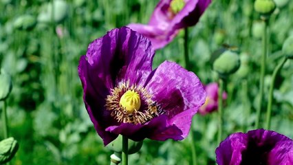 Tololoche – Valentina 💘🔥 (Corrido Bélico Romántico 2025 | Estreno Oficial)