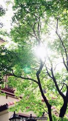 The Decoy Fiancee's Revenge - CN - idrama - #abel