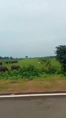 Teri Awaaz Hai Hawaon Mein 🎶 - Viral Song You Can't Miss!