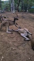 Kangaroo diaries only in Australia 🇦🇺