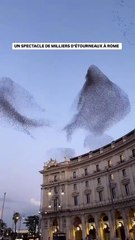 Un ballet d’étourneaux à Rome 🇮🇹