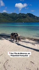🐷🏝️ Sur l’île de Moorea, même les plages réservent des surprises