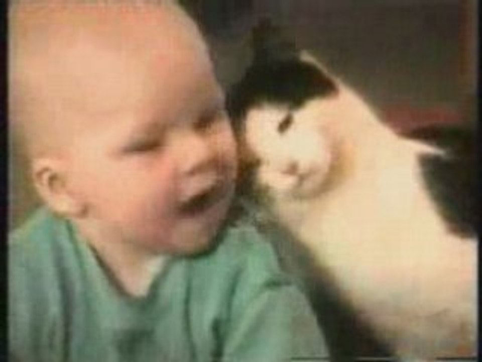 Méga compilation de chats fous