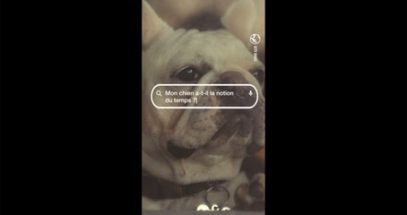 Mon chien a-t-il la notion du temps ? La réponse de Gaëlle Le Calonnec, docteure vétérinaire