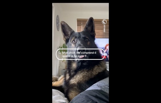 Mon chien me comprend-il quand je lui parle ? La réponse de Gaëlle Le Calonnec, docteure vétérinaire