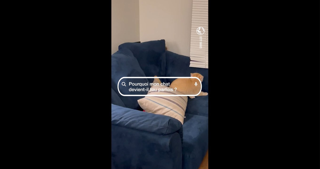 Pourquoi mon chat devient-il fou parfois ? La réponse de Gaëlle Le Calonnec, docteure vétérinaire