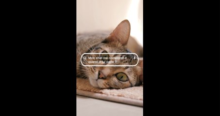 Mon chat me comprend-il quand je lui parle ? La réponse de Gaëlle Le Calonnec, docteure vétérinaire