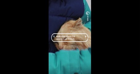 Mon chat pleure-t-il quand il est triste ? La réponse de Gaëlle Le Calonnec, docteure vétérinaire