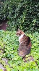 Morning Patrol: The Cutest Garden Security Ever! 🐾#shorts #funnycats