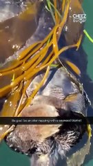 Our hearts are bursting because we just found out that otters use seaweed to keep them in one place